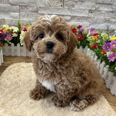 Woody Cavapoo
