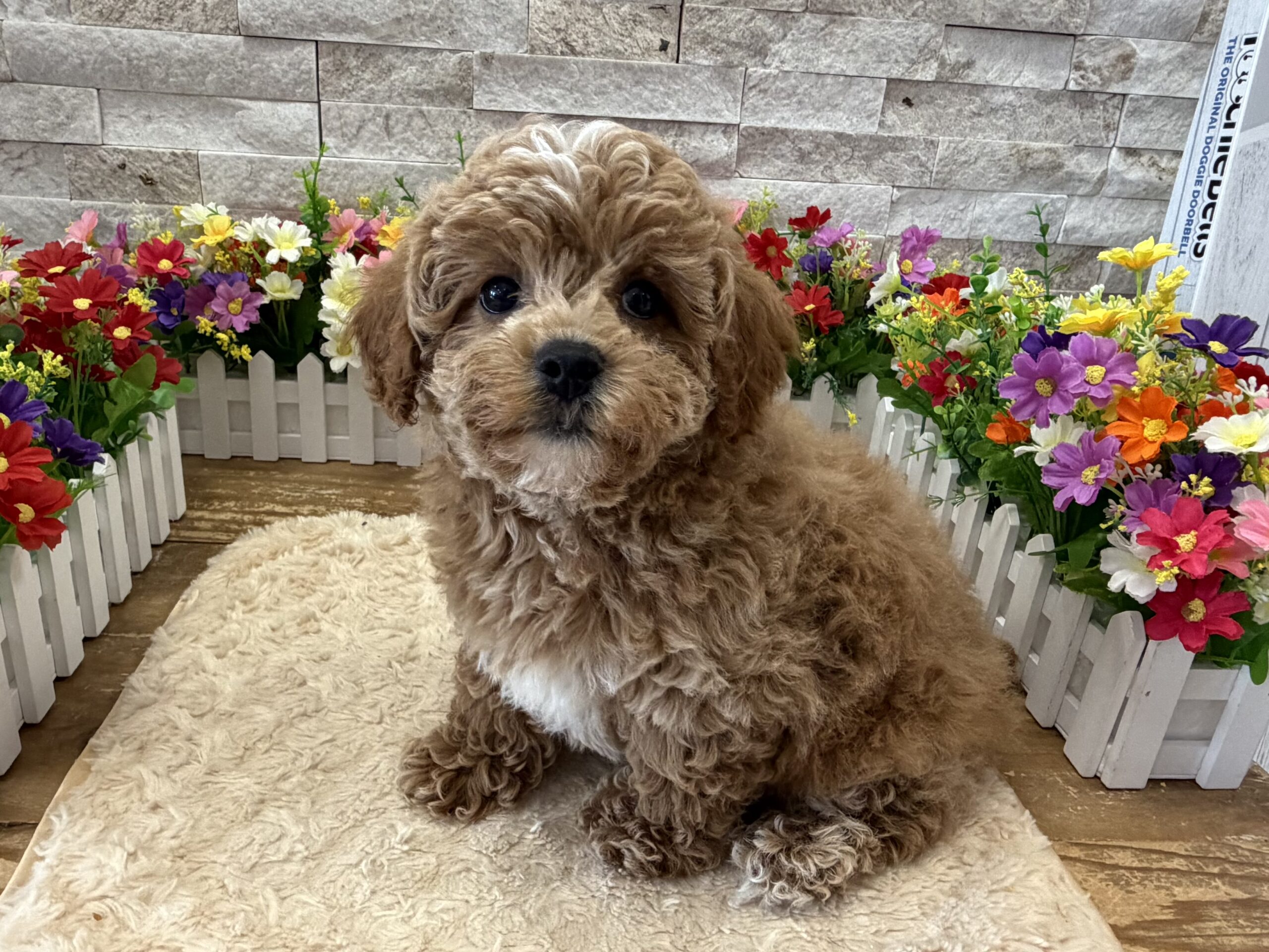 Cavapoo in Bridgewater, NJ