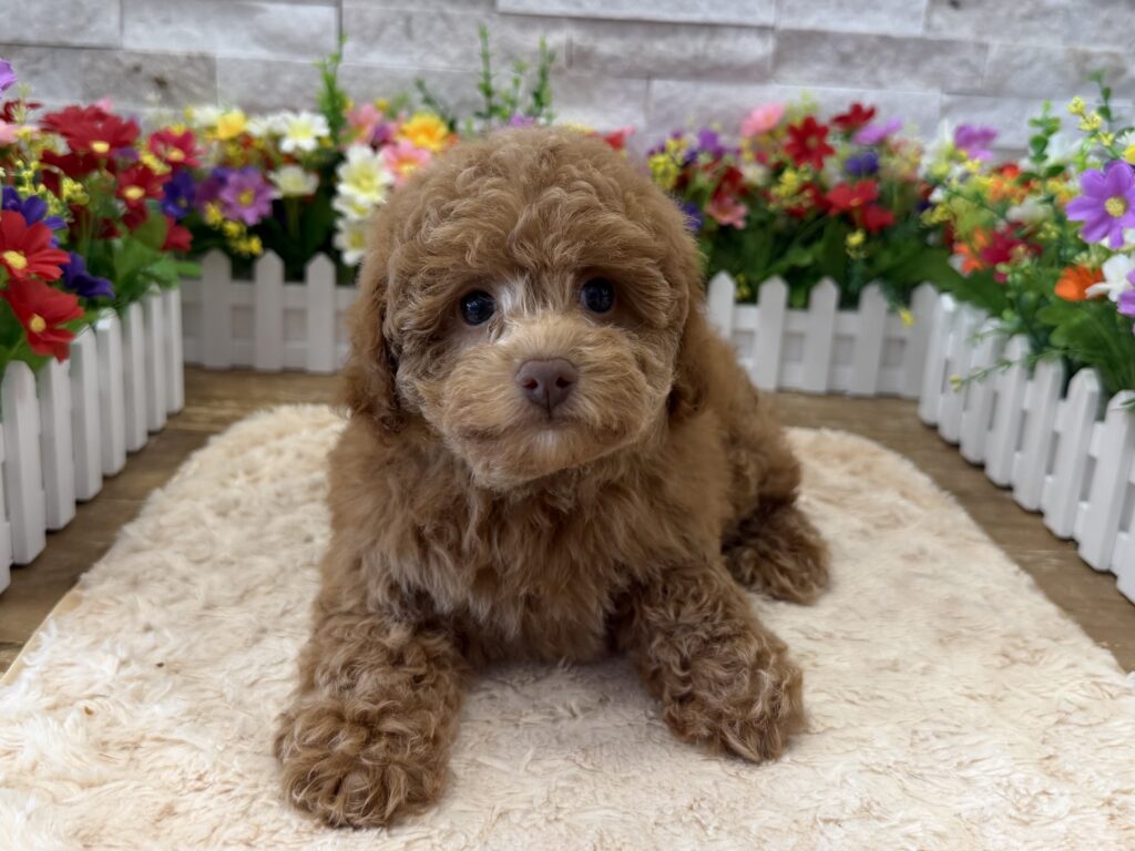 Cavapoo - 9373 - Image 1