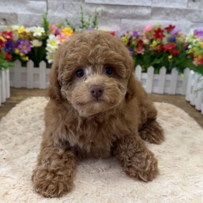 Autumn Cavapoo