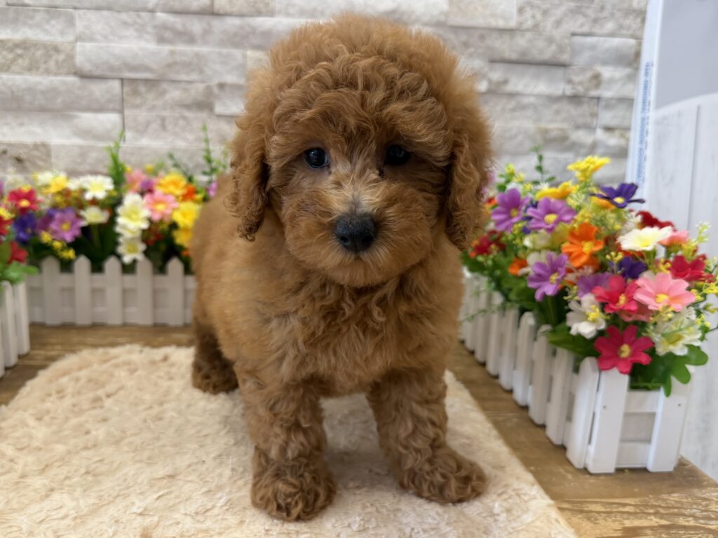 Goldendoodle Mini F1b - 4235 - Image 1