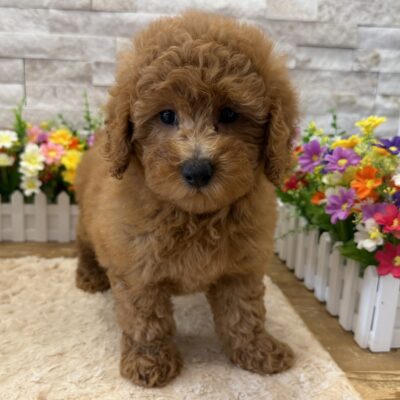 Toffee Goldendoodle Mini F1b