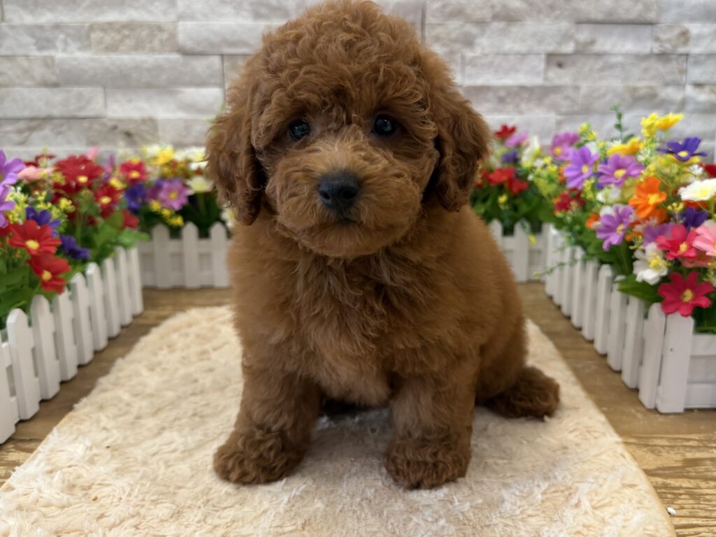 Goldendoodle Mini F1b - 4233 - Image 1