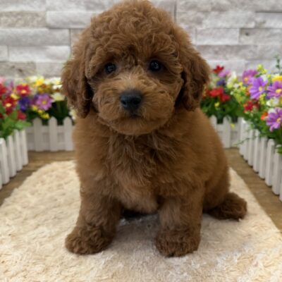Apple Goldendoodle Mini F1b
