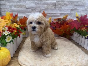 Furrylicious® Maltipoo puppy available