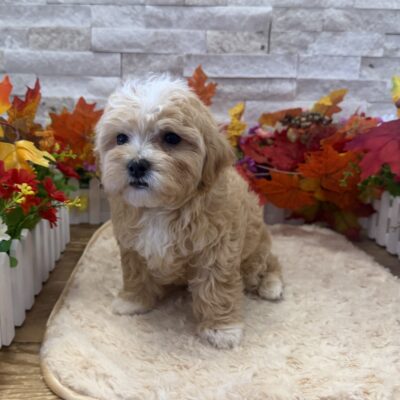 Posie  Maltipoo