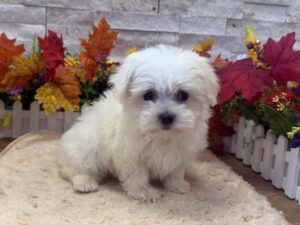 Furrylicious® Maltese puppy available