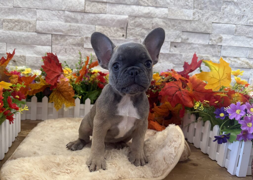 French Bulldog - 7242 - Image 1