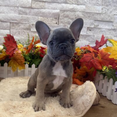 Marnie French Bulldog