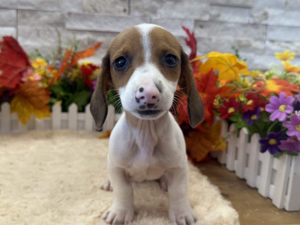Dachshund - 5487 - Image 3
