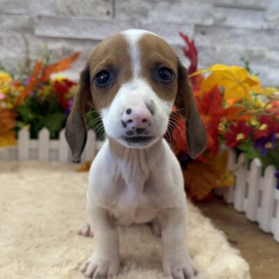 Milo Dachshund