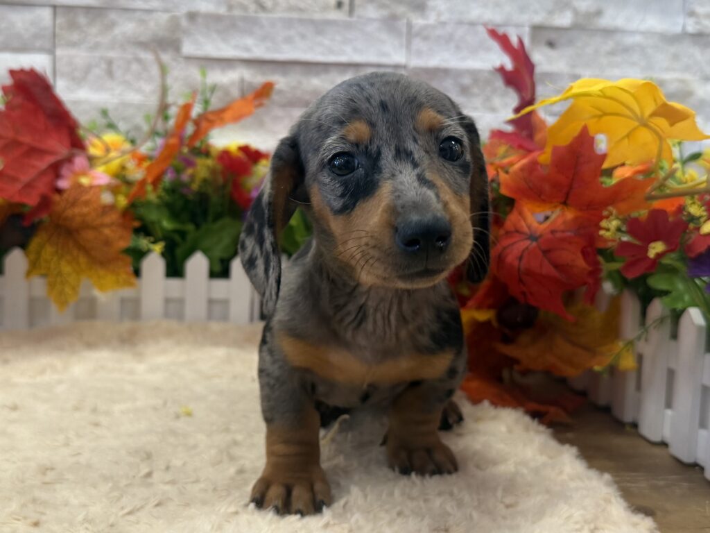 Dachshund -5490 - Image 1