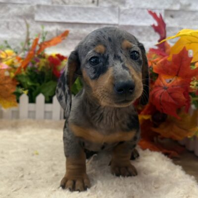 Barbie Dachshund