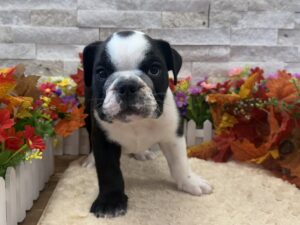 Furrylicious® English Bulldog puppy available