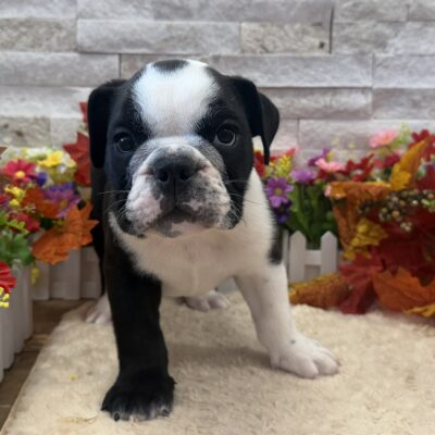 Duke English Bulldog