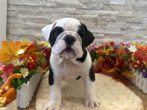 Furrylicious® English Bulldog puppy available
