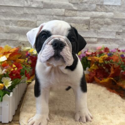Bowser English Bulldog