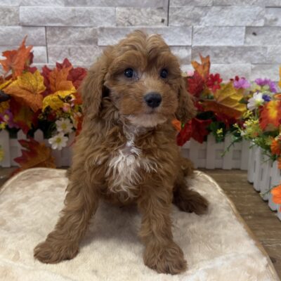 Arnold Cavapoo