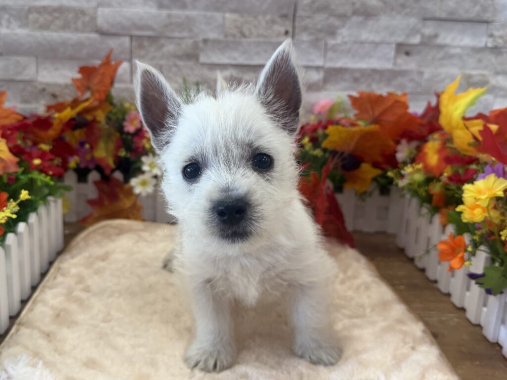 West Highland White Terrier - 3579 - Image 1
