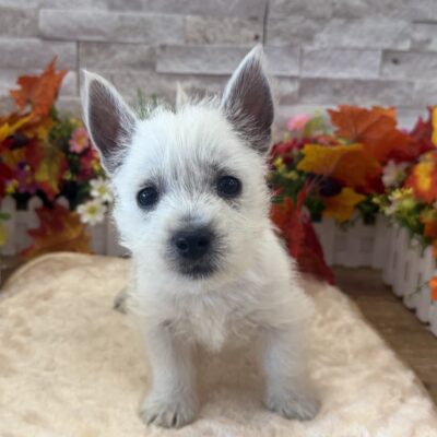 Dallas West Highland White Terrier
