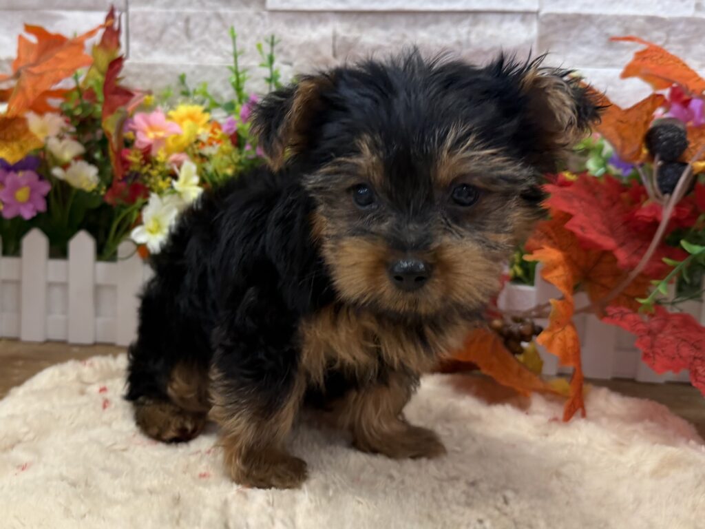 Yorkshire Terrier - 6273 - Image 1