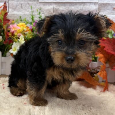 Pippin Yorkshire Terrier
