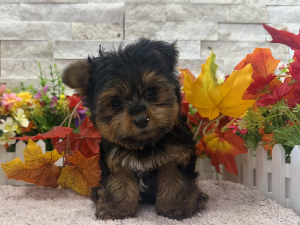 Yorkshire Terrier - 4383 - Image 1