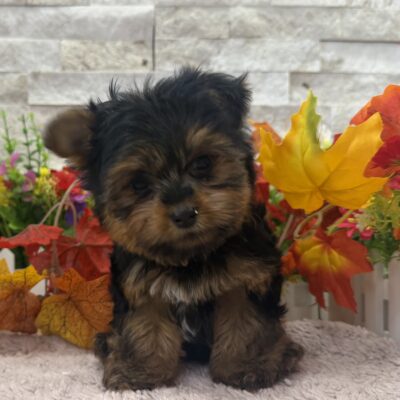 Dunkin  Yorkshire Terrier