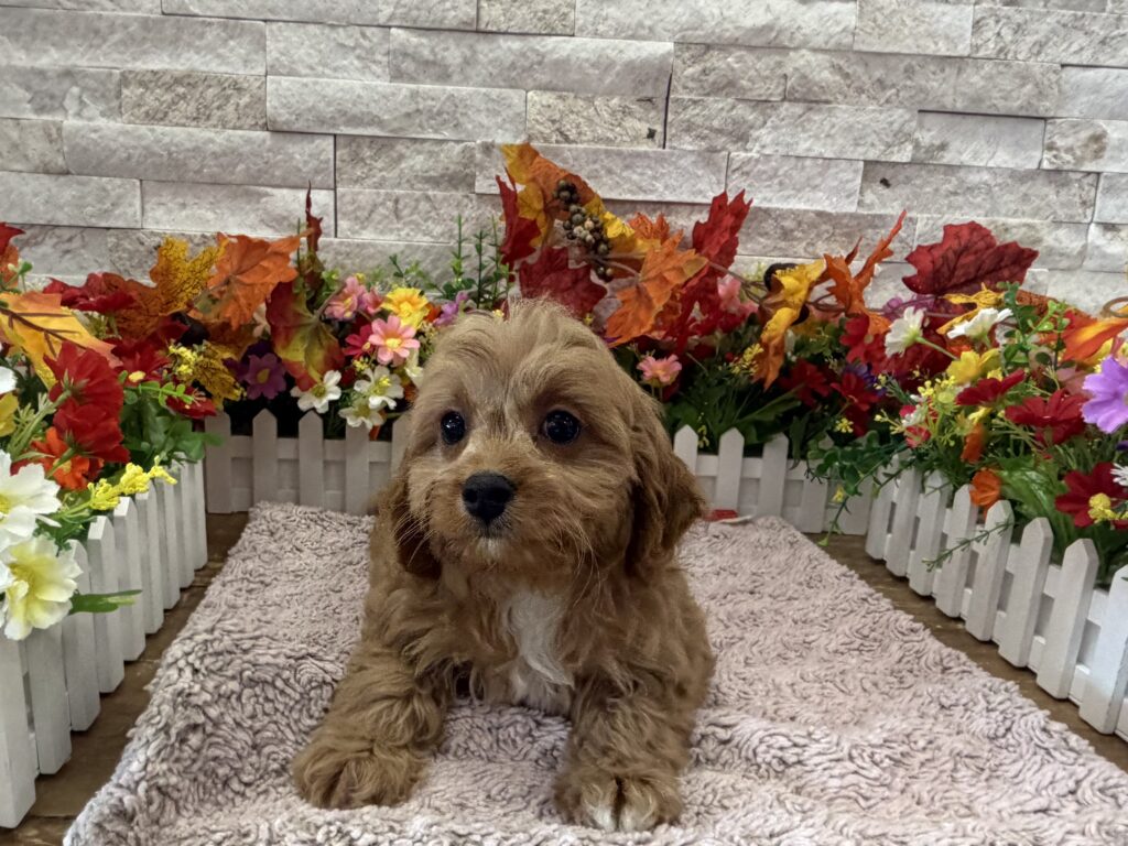 Cavapoo - 8776 - Image 1