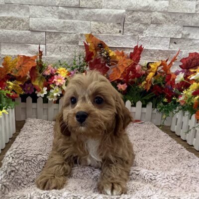 London  Cavapoo