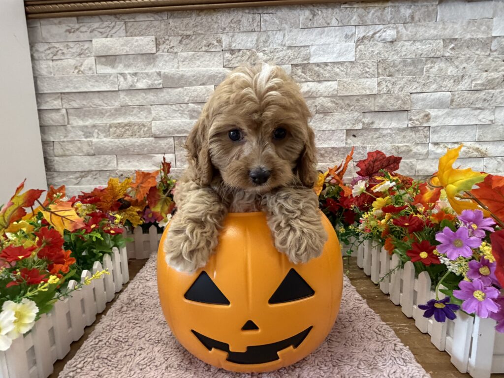 Cavapoo - 8765 - Image 1