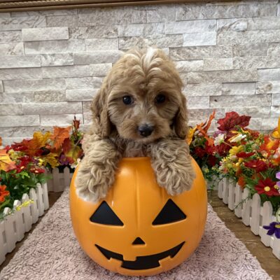 Gus Cavapoo