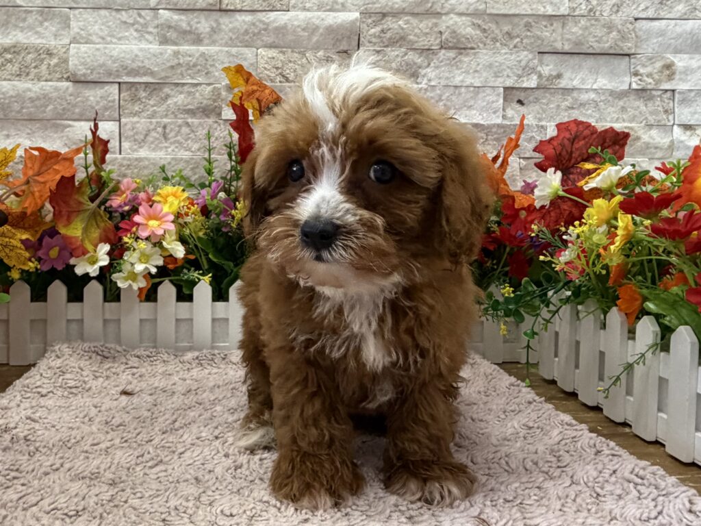 Cavapoo - 1003 - Image 1