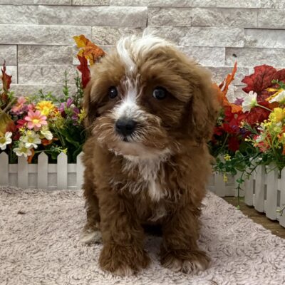 Howie Cavapoo