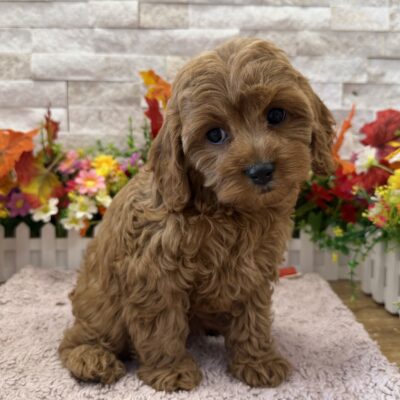 Polly Cavapoo