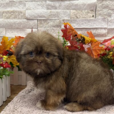 Fritter  Shih Tzu
