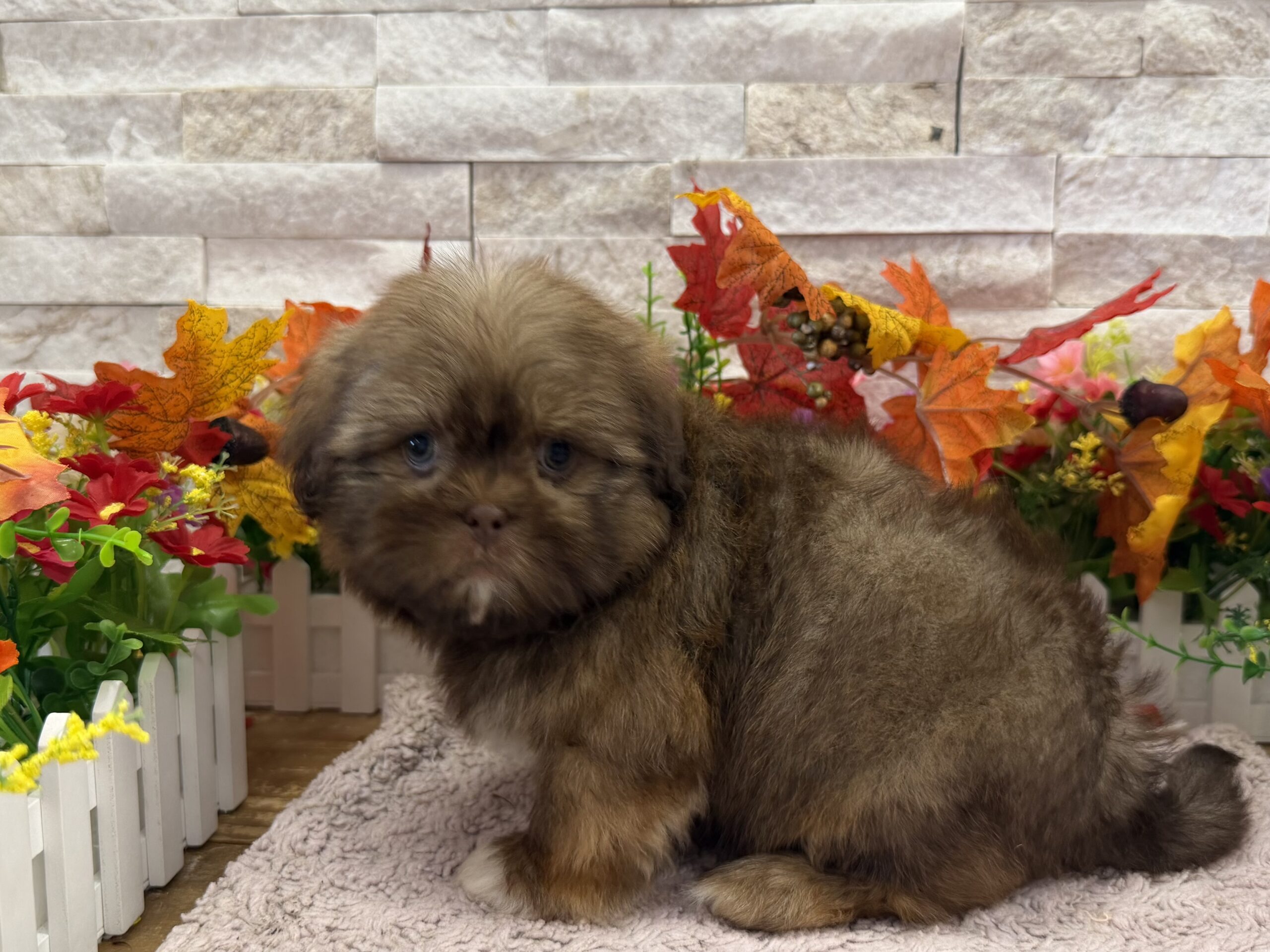 Shih Tzu in Manhattan, NY