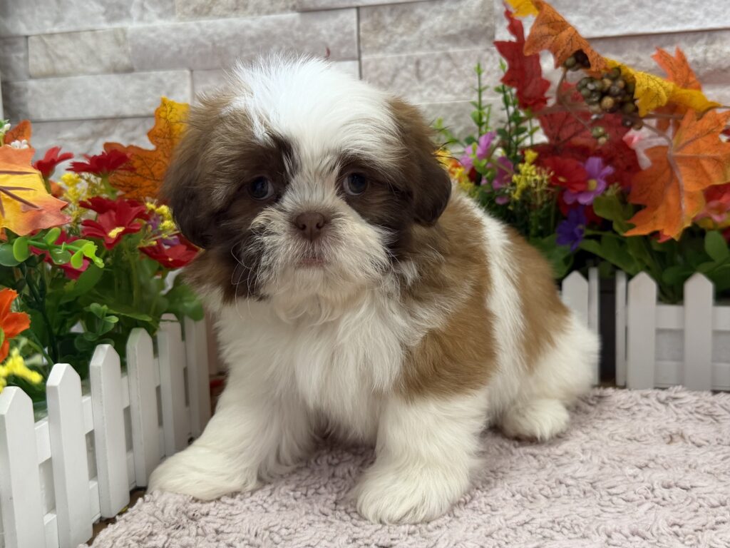 Shih Tzu - 5486 - Image 1