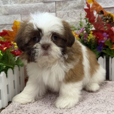 Taffy Shih Tzu