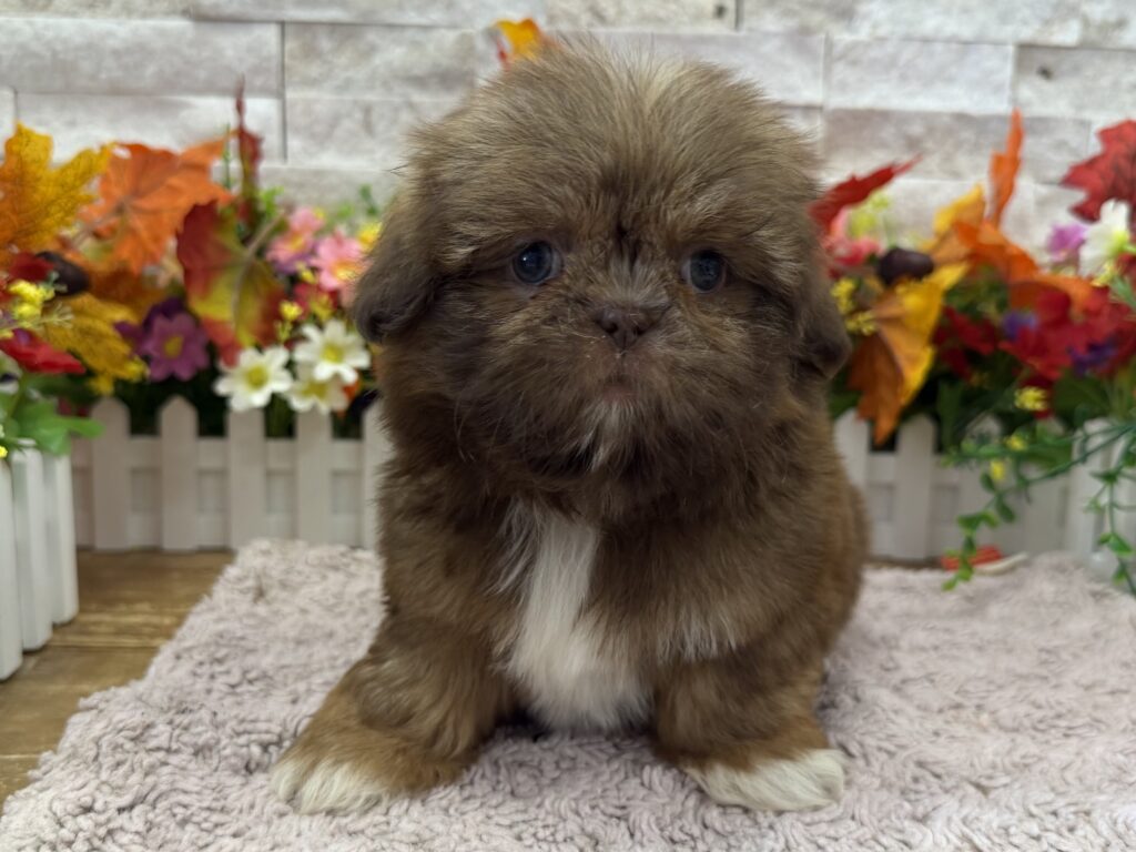Shih Tzu - 5492 - Image 1