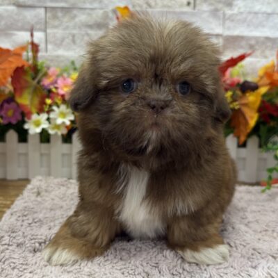 Muffy  Shih Tzu