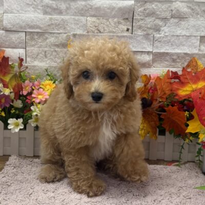Francine  Poodle Mini