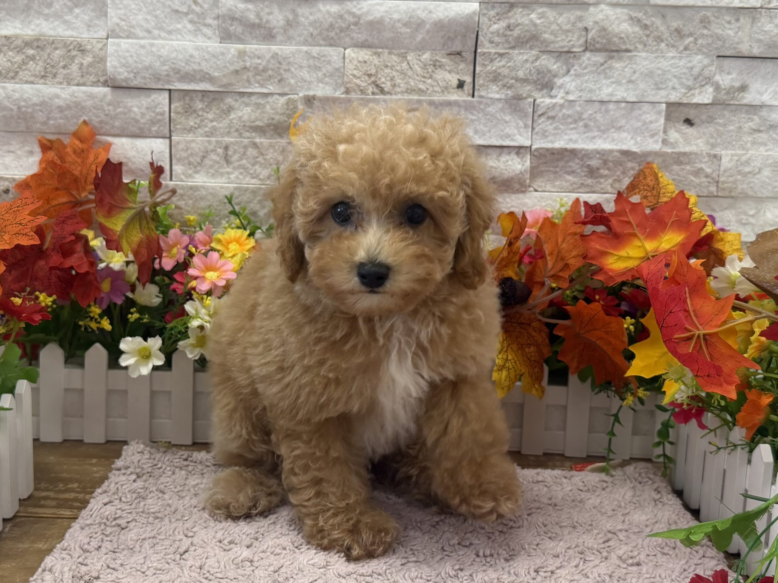 Poodle in Somerville, NJ