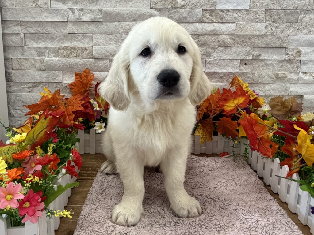 Golden Retriever - 4294 - Image 1