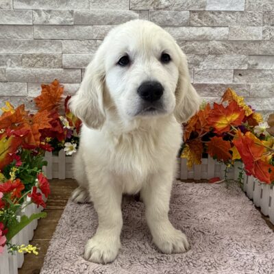 Mickey Golden Retriever