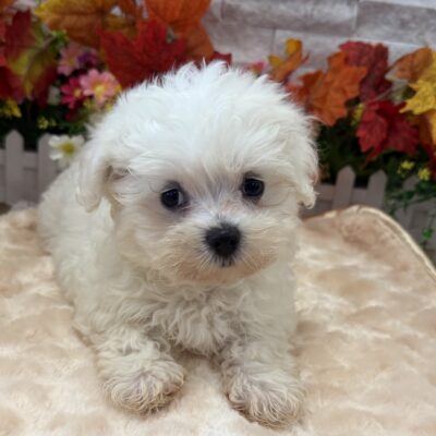 Franklin Maltese