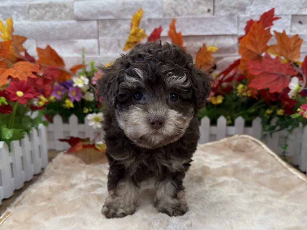 Poodle Mini - 6279 - Image 1