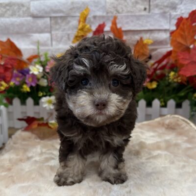 Turbo Poodle Mini
