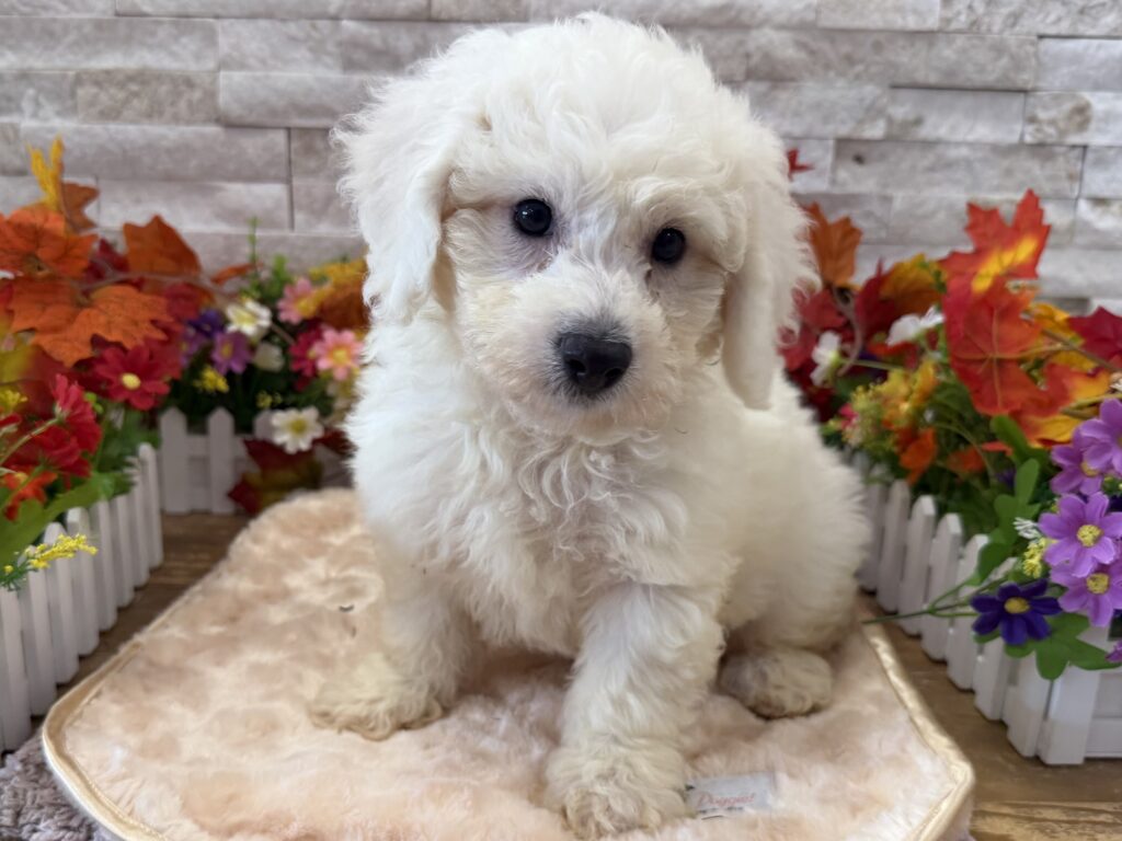 Bichon Frise - 4290 - Image 1
