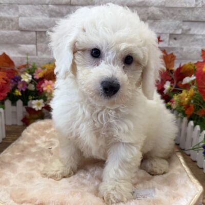 Nelson Bichon Frise